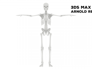 Realistic Human Male Skeleton 3D मॉडल
