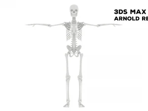Realistic Human Male Skeleton 3D Model
