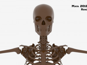 Realistic Human Male Skeleton 3D मॉडल