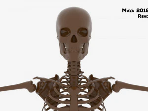 Realistic Human Male Skeleton 3D Model