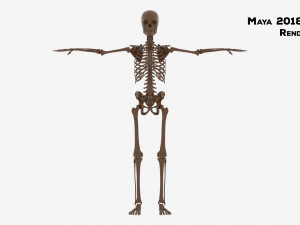 Realistic Human Male Skeleton 3D मॉडल
