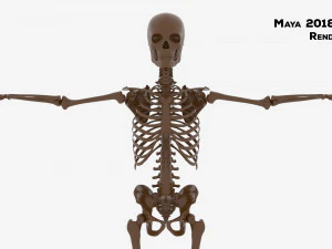 Realistic Human Male Skeleton 3D Model