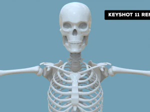 Realistic Human Male Skeleton 3D Model