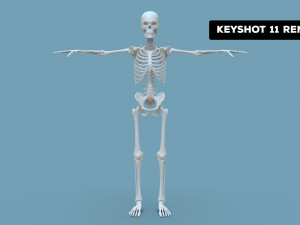 Realistic Human Male Skeleton 3D मॉडल