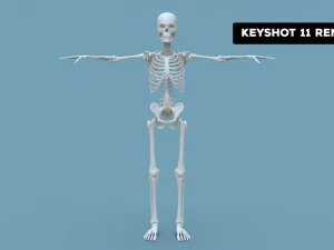 Realistic Human Male Skeleton 3D Model