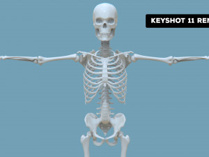 Realistic Human Male Skeleton 3D मॉडल