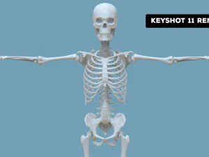 Realistic Human Male Skeleton 3D Model