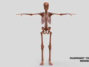 Realistic Human Male Skeleton 3D मॉडल