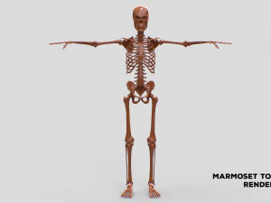 Realistic Human Male Skeleton 3D Model
