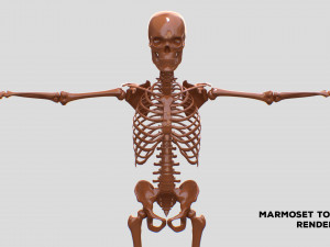 Realistic Human Male Skeleton 3D मॉडल