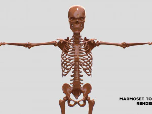 Realistic Human Male Skeleton 3D Model