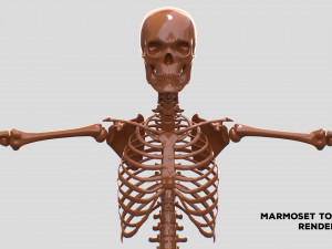 Realistic Human Male Skeleton 3D मॉडल