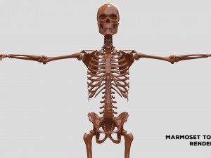 Realistic Human Male Skeleton 3D मॉडल
