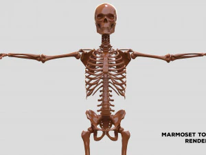Realistic Human Male Skeleton 3D Model