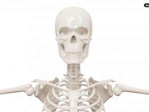 Realistic Human Male Skeleton 3D मॉडल