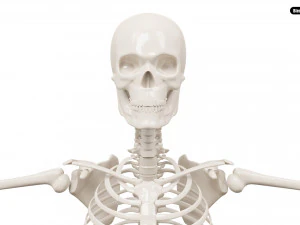 Realistic Human Male Skeleton 3D Model
