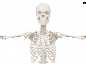 Realistic Human Male Skeleton 3D मॉडल