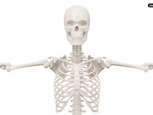 Realistic Human Male Skeleton 3D Model