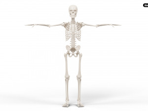 Realistic Human Male Skeleton 3D मॉडल