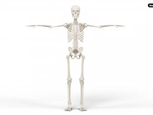 Realistic Human Male Skeleton 3D Model