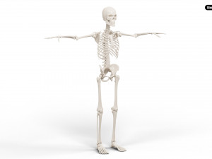 Realistic Human Male Skeleton 3D मॉडल