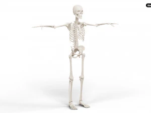 Realistic Human Male Skeleton 3D Model