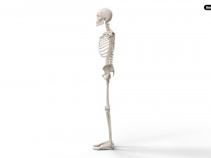 Realistic Human Male Skeleton 3D मॉडल