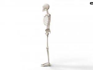 Realistic Human Male Skeleton 3D Model