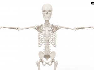 Realistic Human Male Skeleton 3D मॉडल