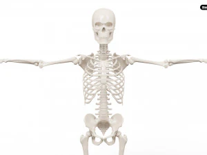 Realistic Human Male Skeleton 3D Model