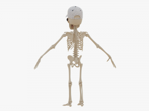 Cartoon Skeleton 3D Realistic 3D Model