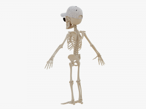 Cartoon Skeleton 3D Realistic 3D Model