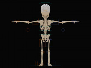 Cartoon Skeleton 3D Realistic 3D Model
