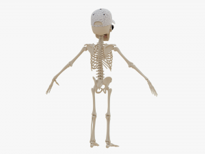 Cartoon Skeleton 3D Realistic 3D Model
