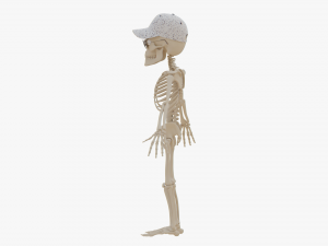 Cartoon Skeleton 3D Realistic 3D Model