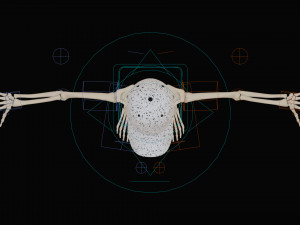 Cartoon Skeleton 3D Realistic 3D Model