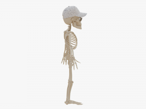 Cartoon Skeleton 3D Realistic 3D Model