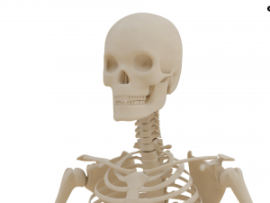 Realistic Human Skeleton Modello 3D