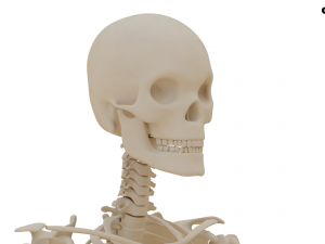 Realistic Human Skeleton Modello 3D