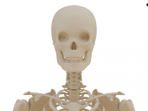 Realistic Human Skeleton Modello 3D