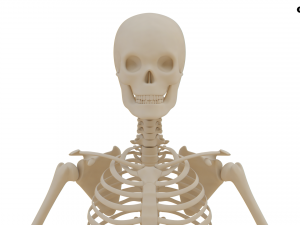 Realistic Human Skeleton Modello 3D