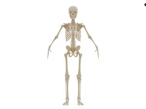 Realistic Human Skeleton Modello 3D