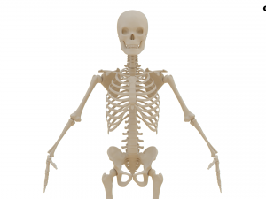 Realistic Human Skeleton Modello 3D