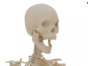 Realistic Human Skeleton Modello 3D