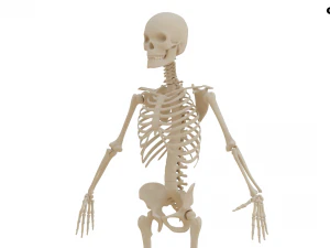 Realistic Human Skeleton 3D Model