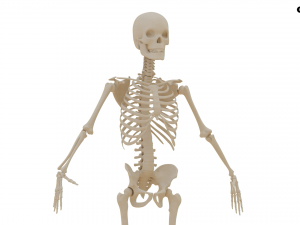 Realistic Human Skeleton Modello 3D
