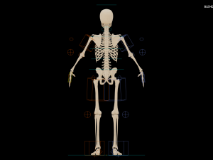 Realistic Human Skeleton Modello 3D