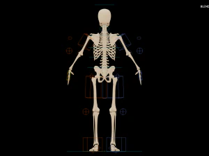 Realistic Human Skeleton 3D Model