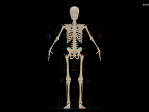 Realistic Human Skeleton Modello 3D
