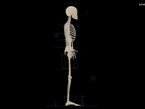 Realistic Human Skeleton Modello 3D